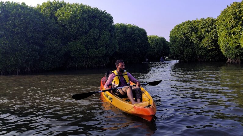 Photo Mangrove forests