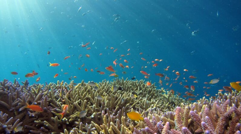 Photo Coral reef