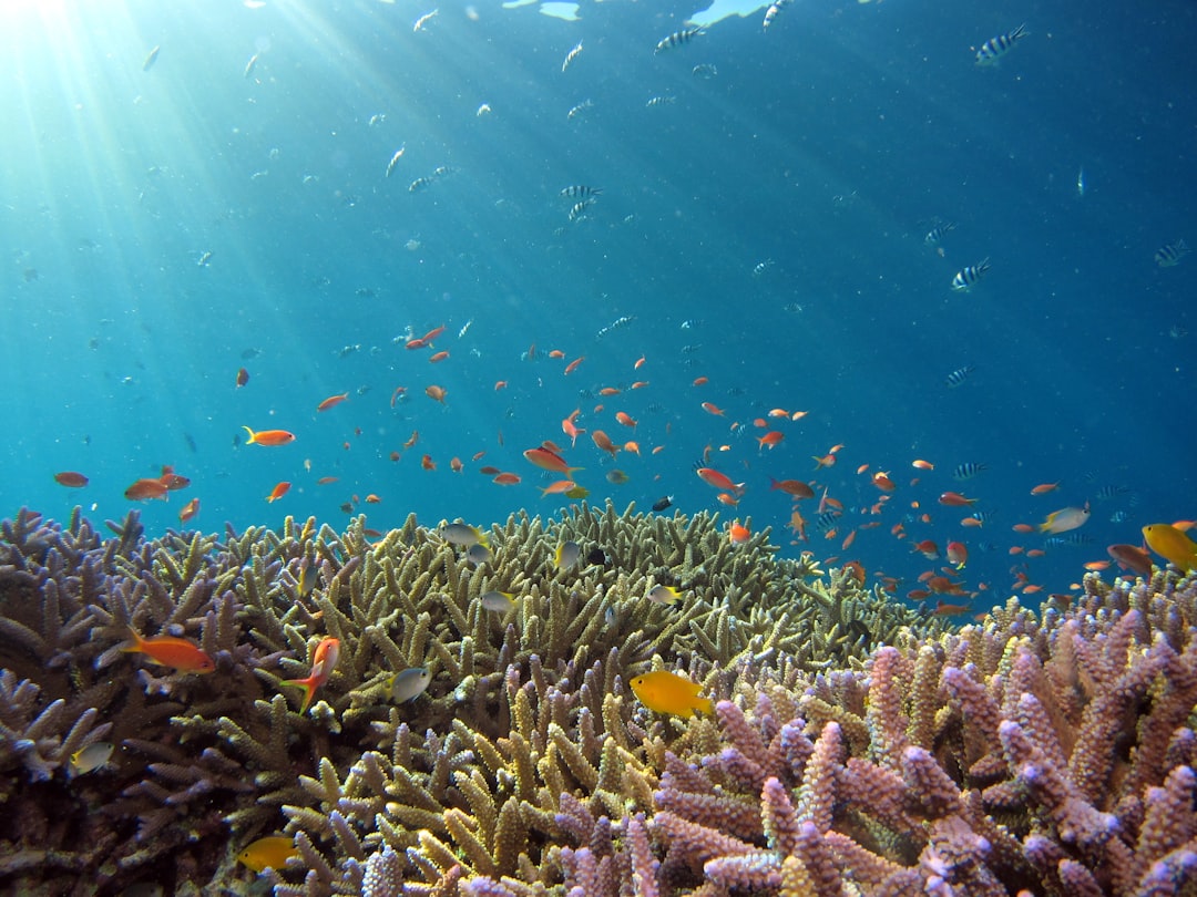Photo Coral reef
