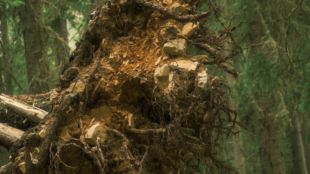 Photo Root system