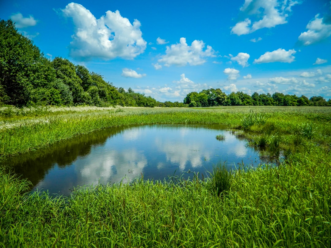 Photo Healthy wetlands