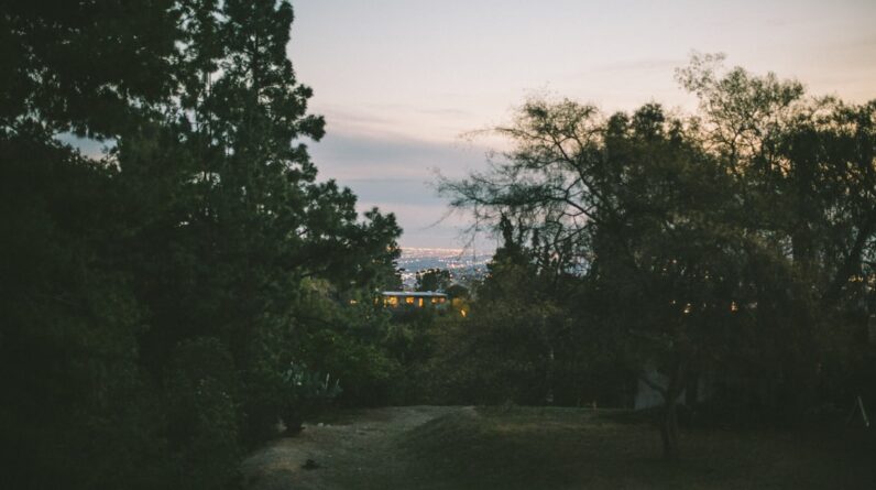 Photo City forest