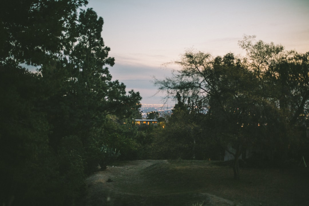 Photo City forest