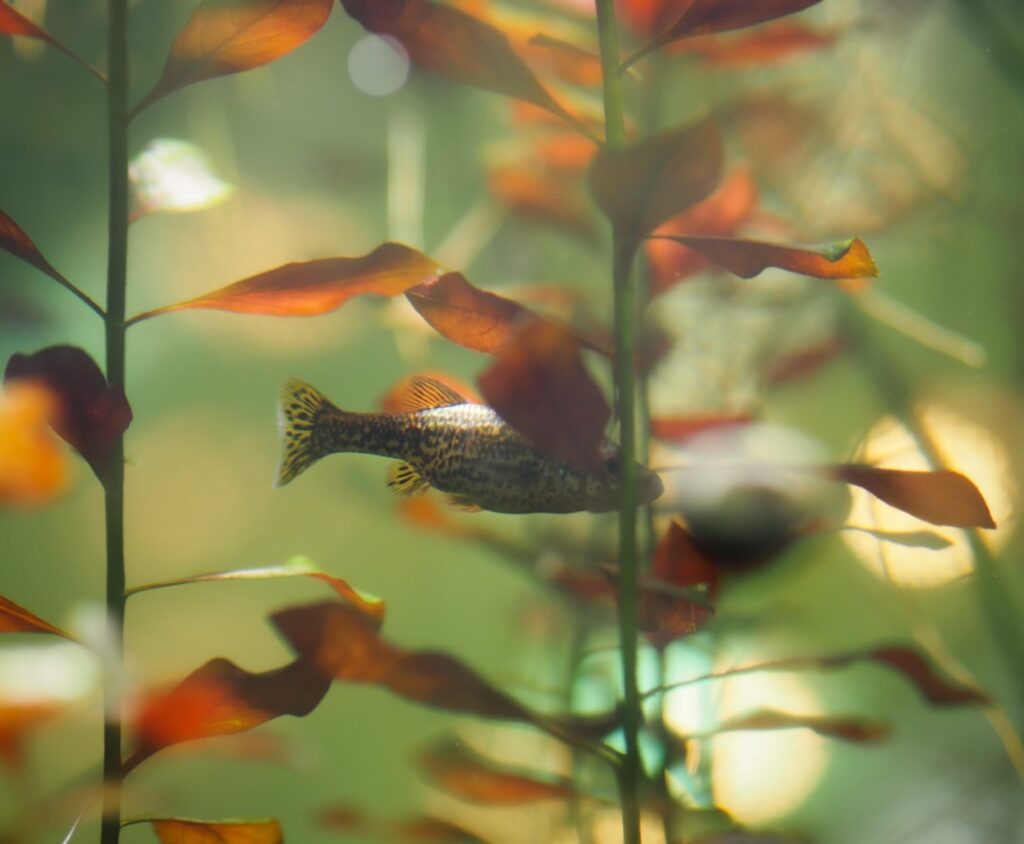 Photo Underwater forest