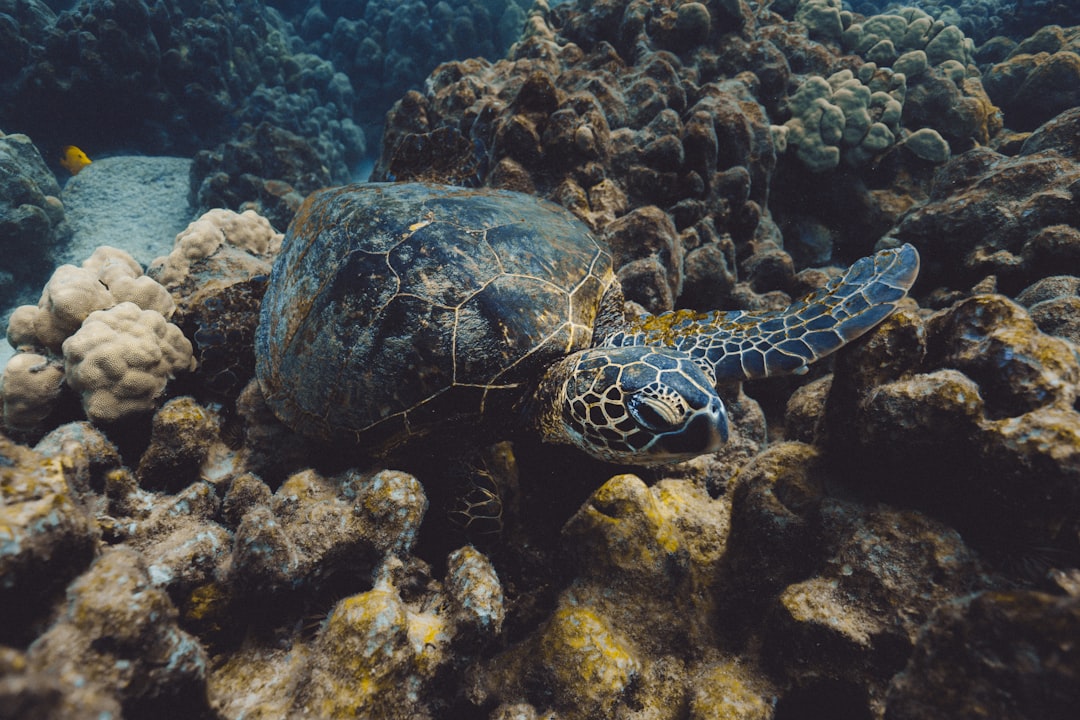 Photo Oceans coral reefs