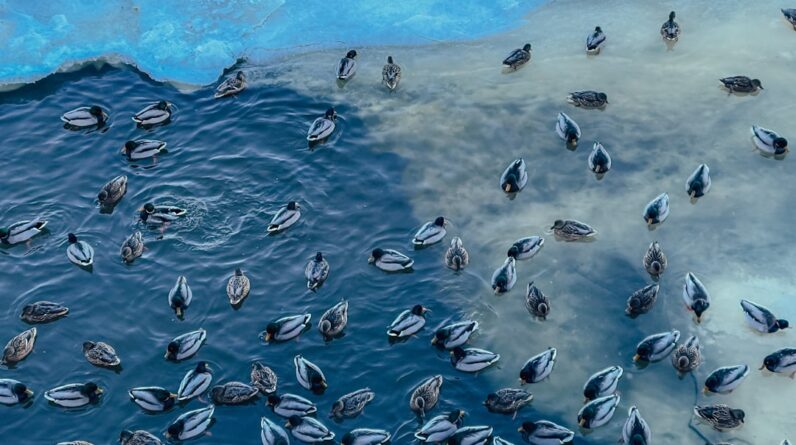 Photo Ocean Dead Zone