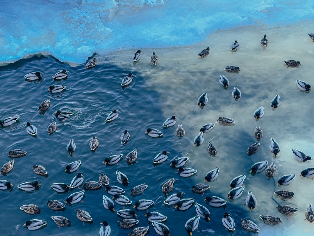 Photo Ocean Dead Zone