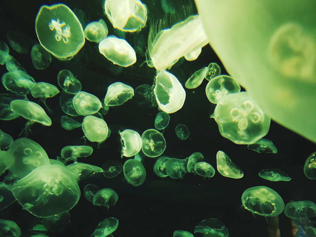 Photo Phytoplankton bloom