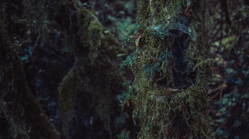 Photo Underwater Forest