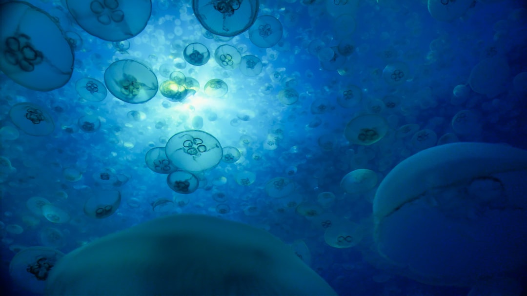 Photo Marine biology