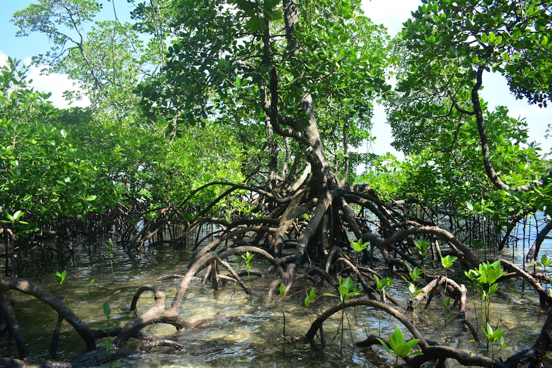 Photo Tree-lined river