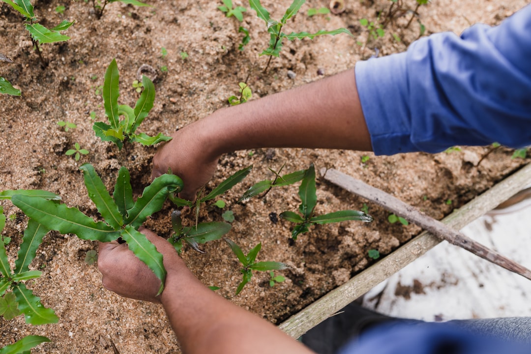 Photo Tree planting