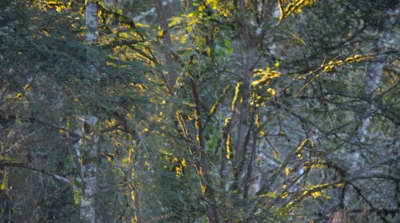 Photo Forest Watershed