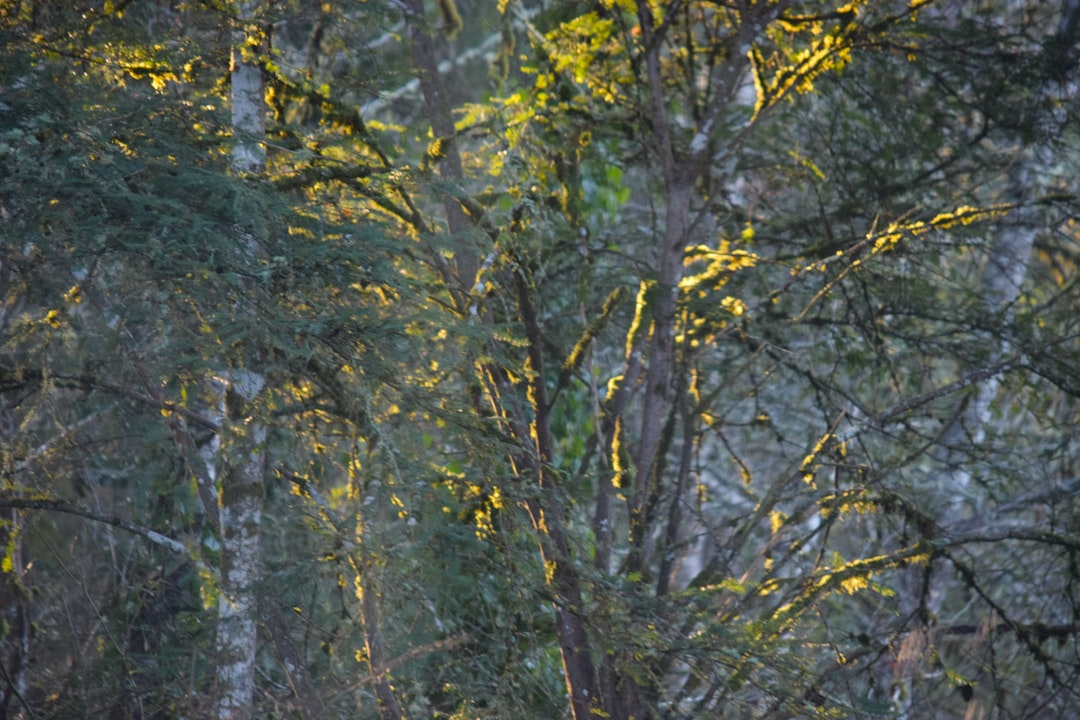 Photo Forest Watershed