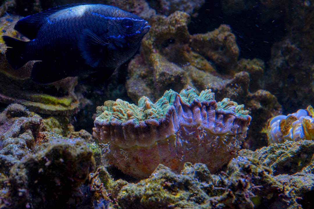 Photo Underwater algae