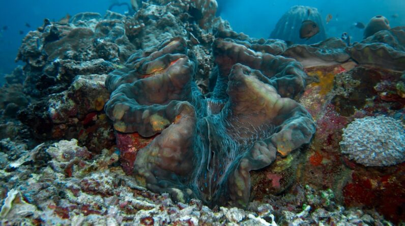 Photo Oil-covered marine life