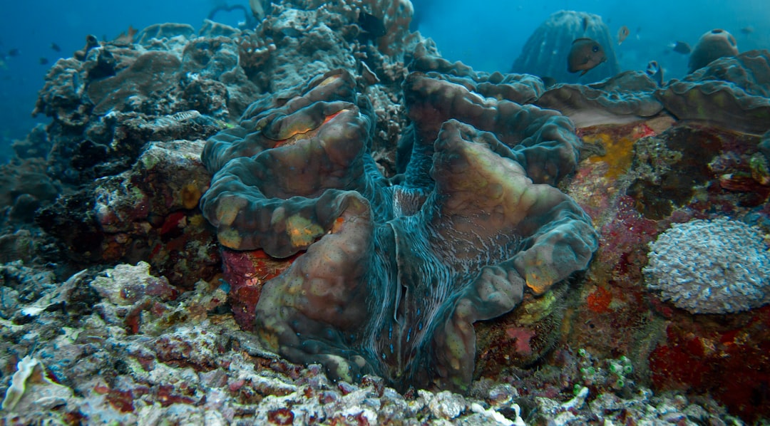 Photo Oil-covered marine life