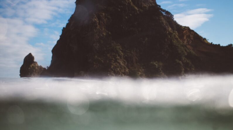 Photo Underwater Forest