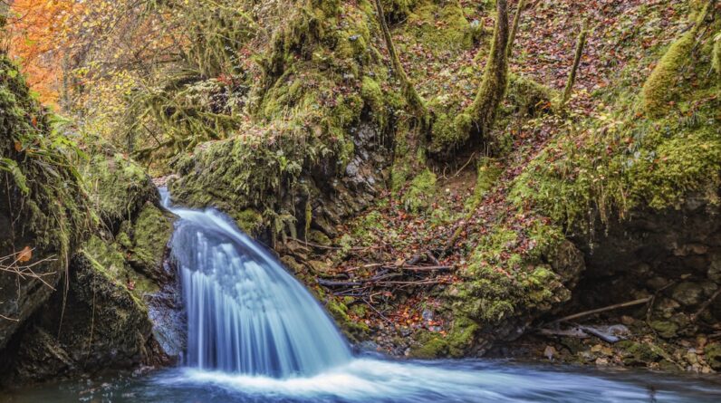 Photo Underwater forest