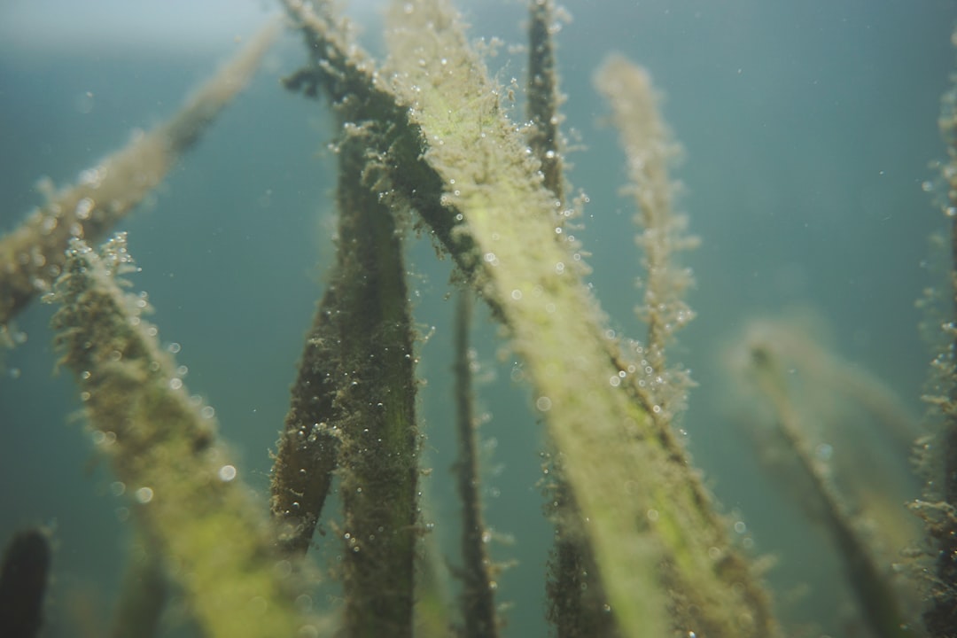 Photo Seagrass restoration