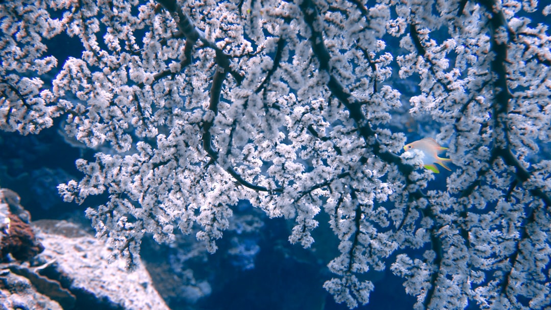 Photo Ocean Deoxygenation: Coral Bleaching