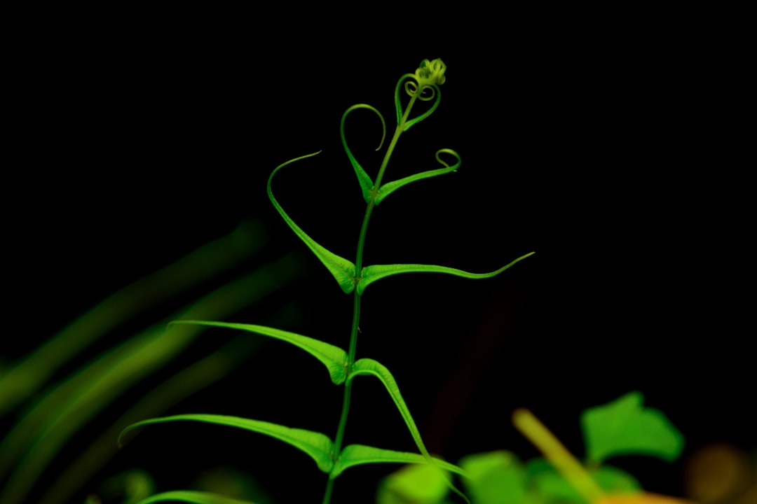 Photo Green sapling