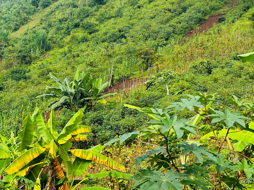 Photo Reforestation project