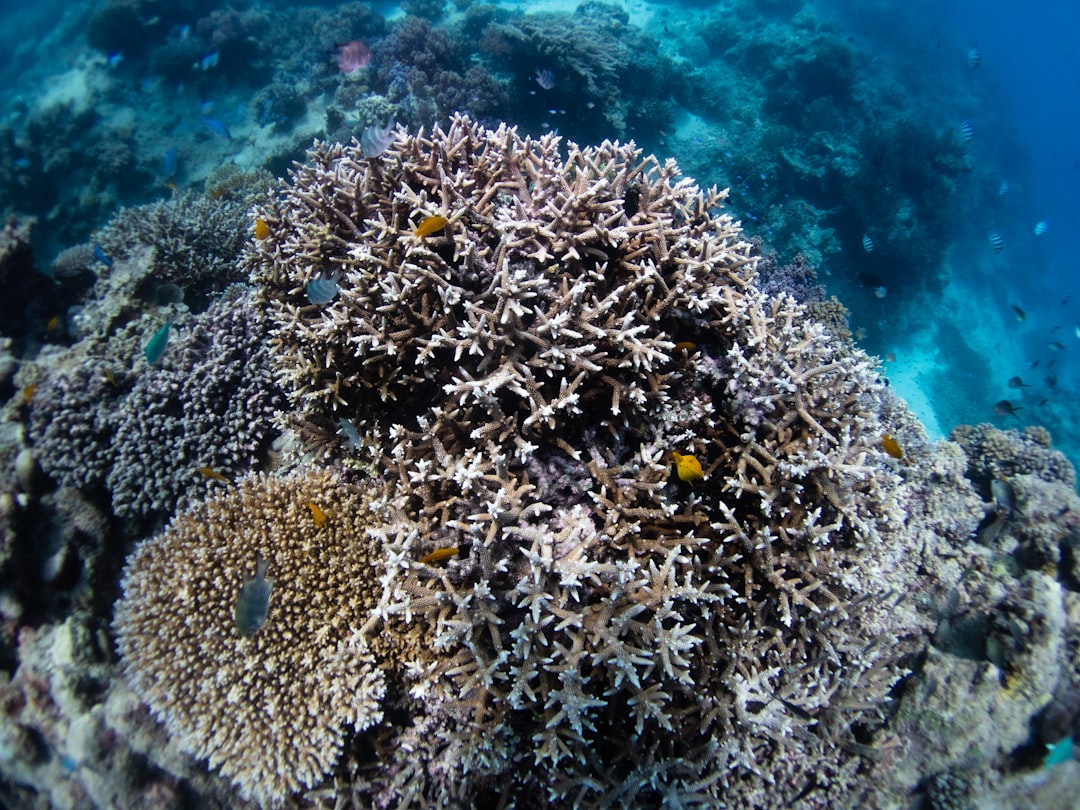 Photo Dying coral reefs