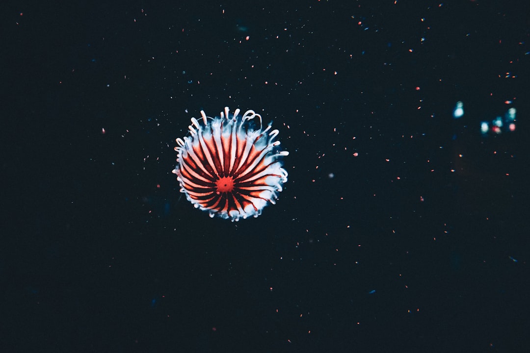 Photo Underwater bloom