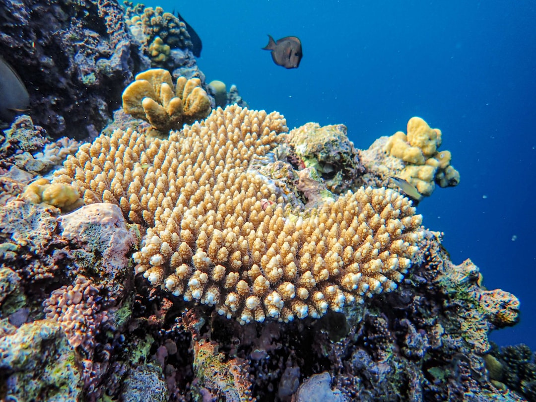 Photo Thriving coral reef