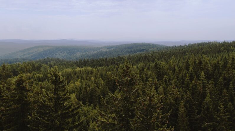 Photo Healthy forest