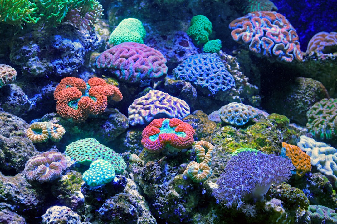 Photo Coral reef