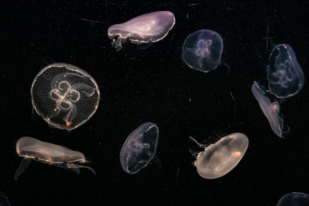 Photo Marine phytoplankton