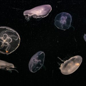 Photo Marine phytoplankton