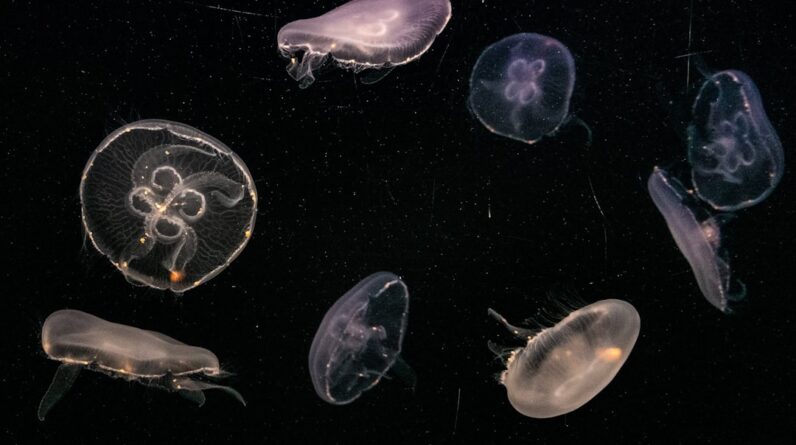 Photo Marine phytoplankton