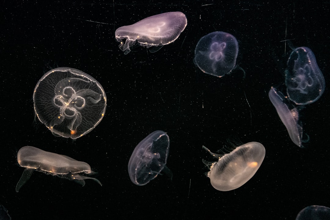 Photo Marine phytoplankton