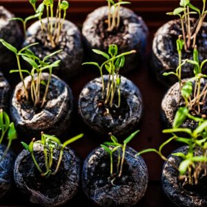 Photo Seedling sprouting