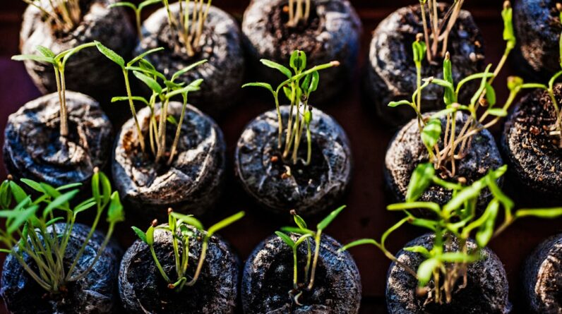 Photo Seedling sprouting