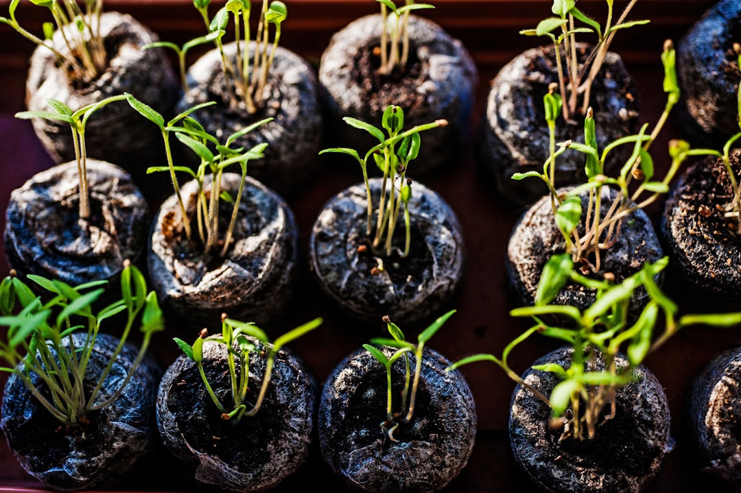 Photo Seedling sprouting