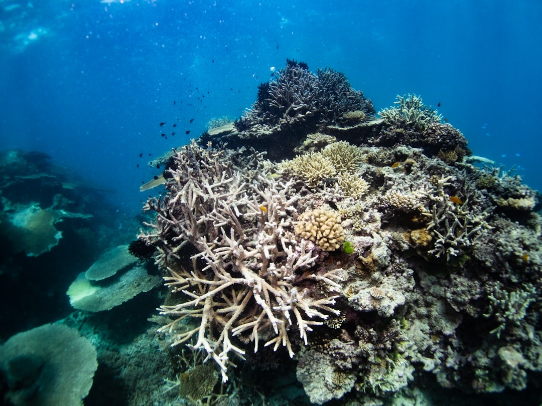 Photo Coral bleaching