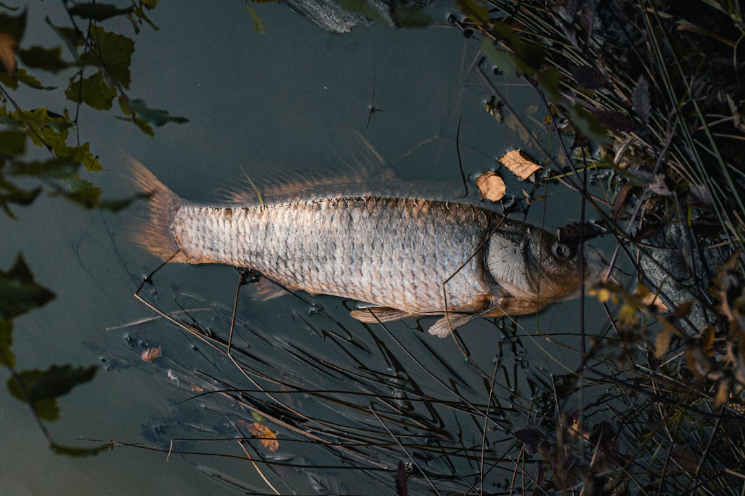Photo Dead fish