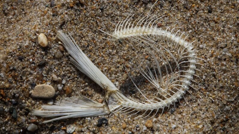 Photo Ocean Dead Zone