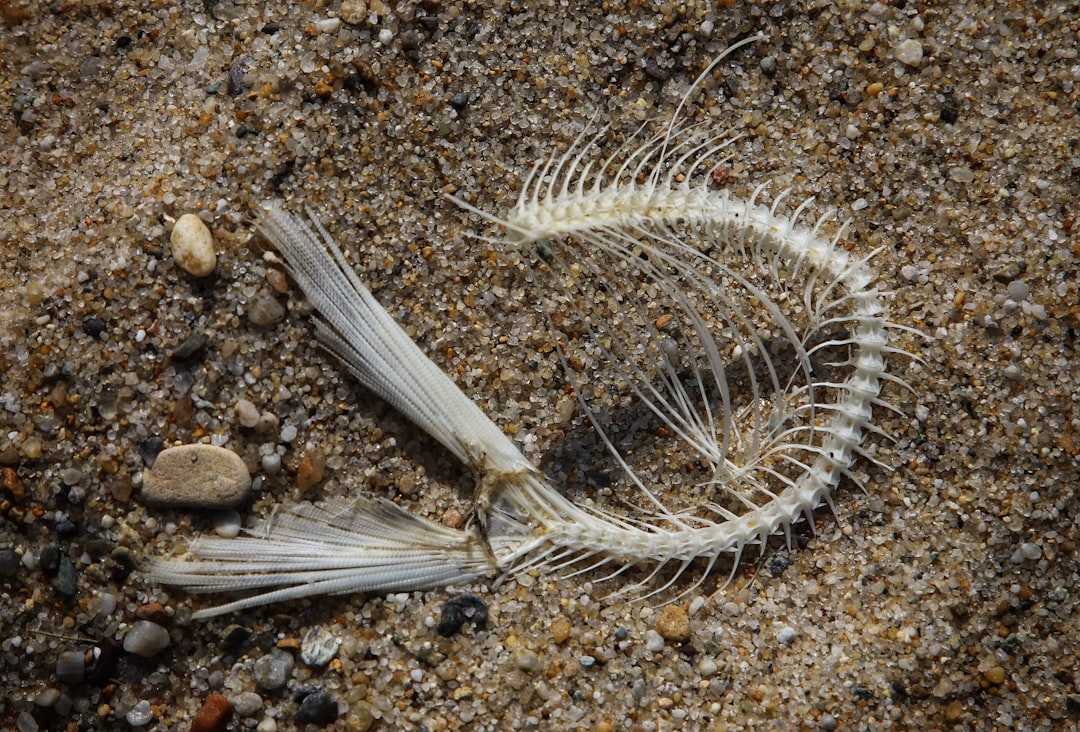 Photo Ocean Dead Zone