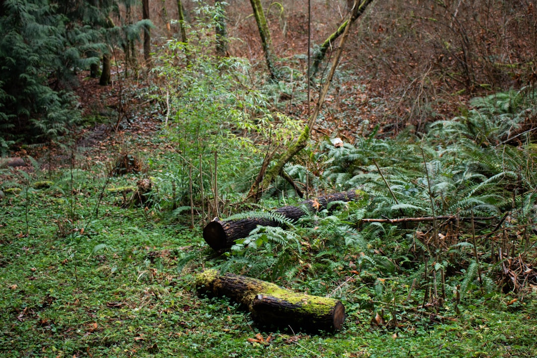 Photo Lush forest