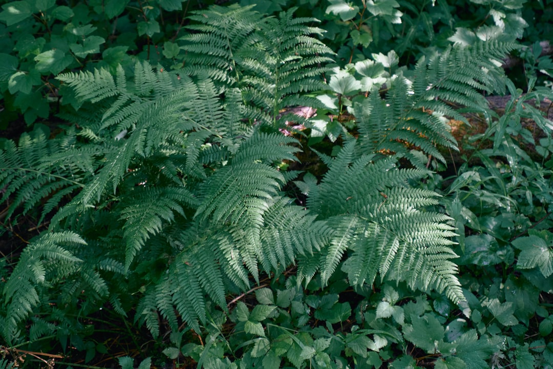 Photo Lush Forest