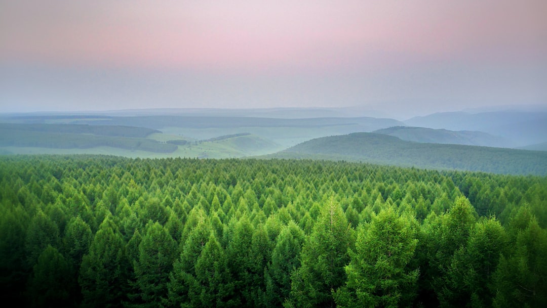 Photo Green forest