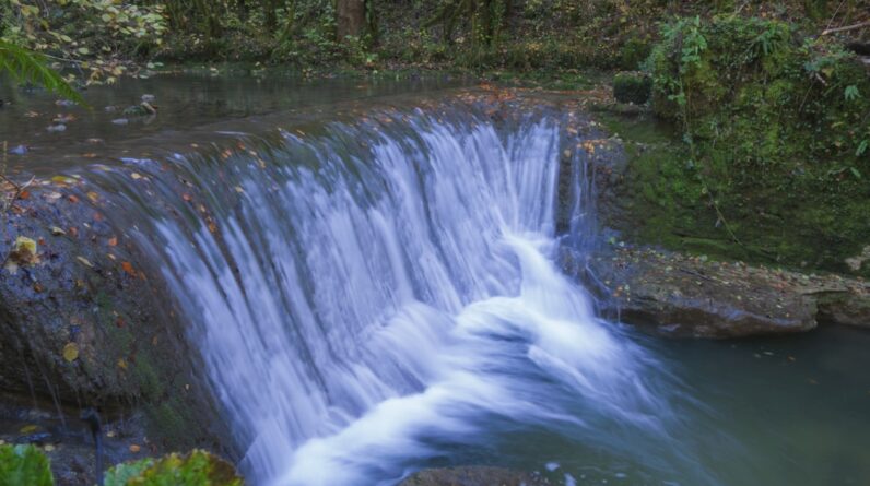 Photo Underwater forest