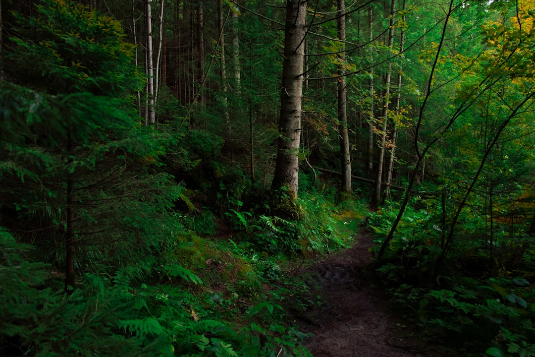 Photo Green forest