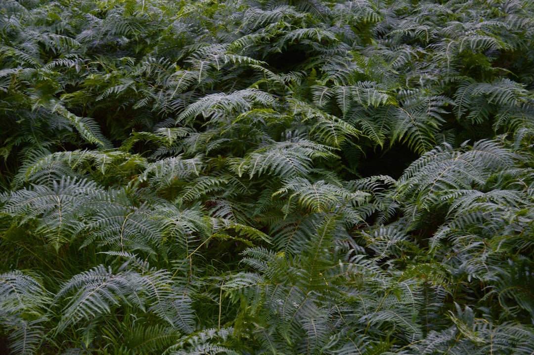 Photo Lush forest
