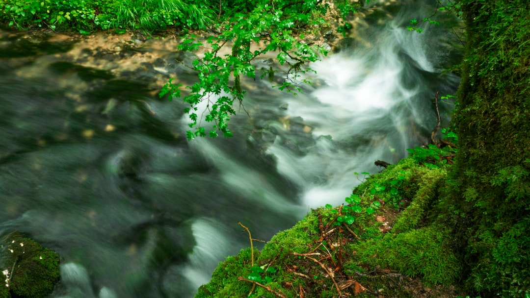 Photo Underwater Forest